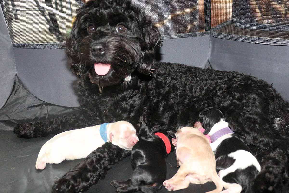 Mom and litter mates